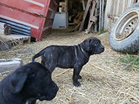 cucciolo cane corso 